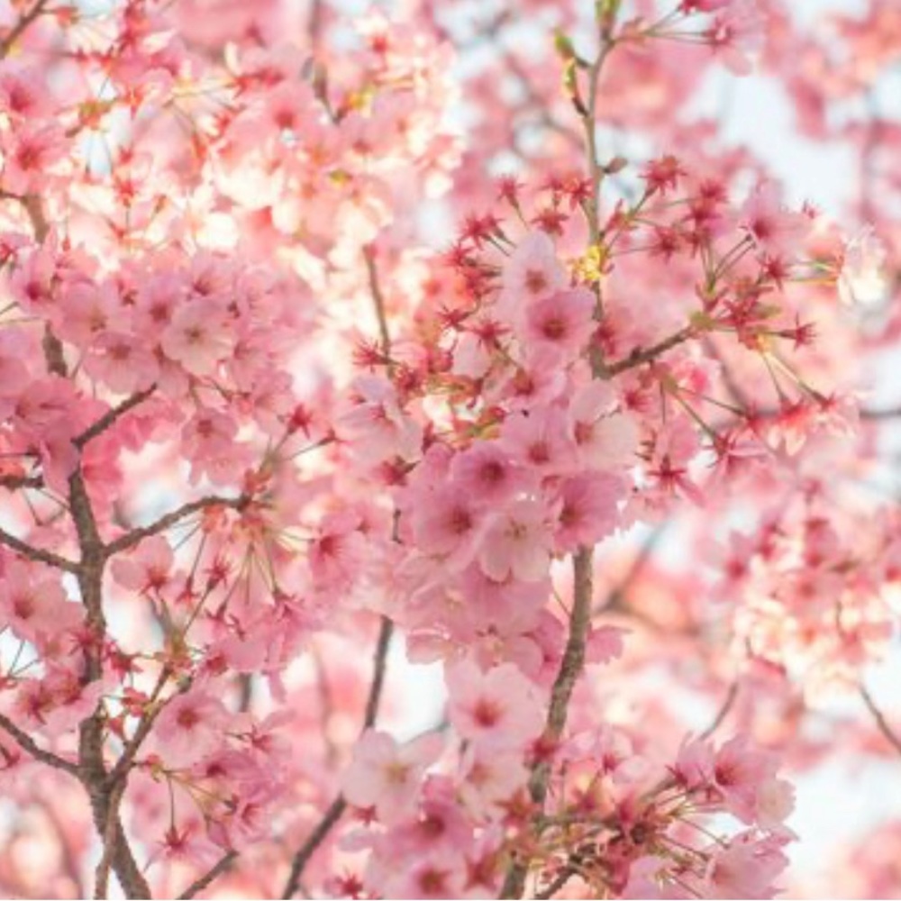 Meet your Posher, PinkPosh